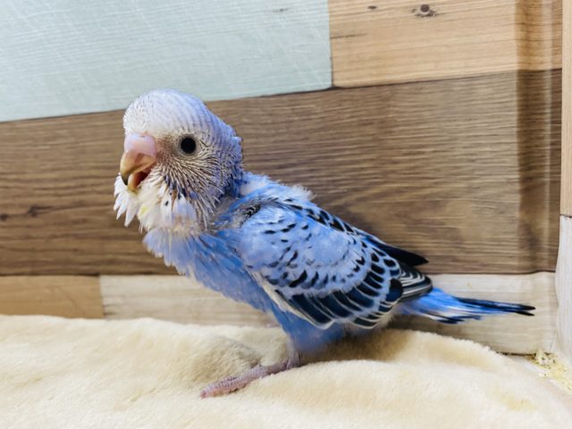 鮮やかブルーのセキセイインコやって来ました〜