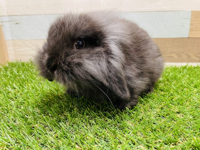 最新画像有り☆もふもふ真っ黒うさちゃん☆ロップイヤーラビットの女の子！