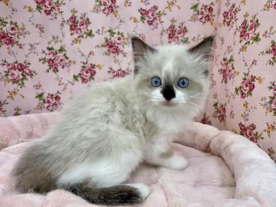 美猫現る。　ラグドールの女のコ 2022.5/11撮影