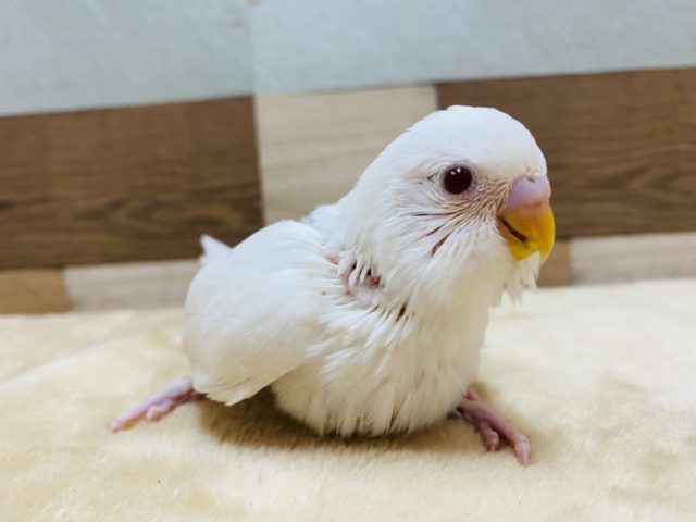 美白なセキセイインコアルビノ♪久々にやって来ました〜