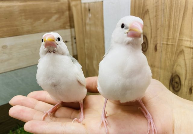 あと１羽！！最新画像アップしました！美白なヒナさんたちです☆白文鳥！！　