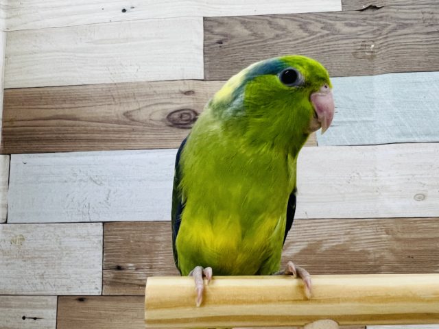 唯一無二なマメルリハパイド☆