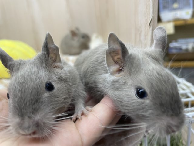 お迎え決まりました♪チョコレートデグー♪ 仲良し3匹！　デグー　チョコレート