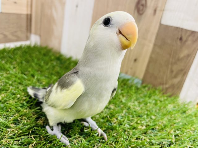 最新画像アップしました！手乗りのできるベタ馴れちゃん☆コザクラインコのモーブパイドカラー！