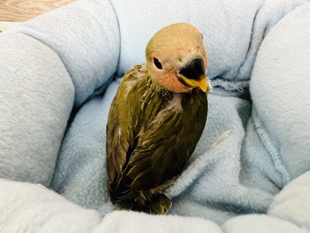 シックな色合いがｽﾃｷ☆オリーブ小桜インコ