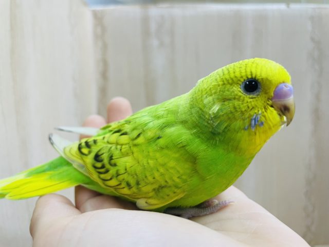定番人気カラー！！　セキセイインコのスパングル！