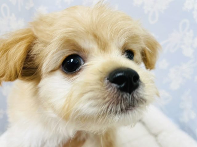 僕、いっぱい食べるよ☆ミックス犬くん！