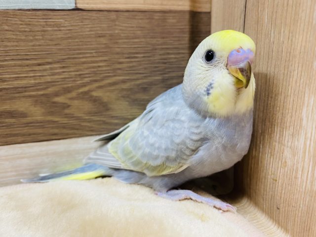 レアカラーのセキセイインコ！！イエローフェイスパステルオパーリン入舎しました★