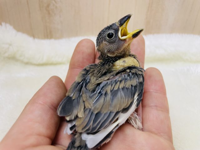 元気にご飯アピール★ 桜文鳥さん！