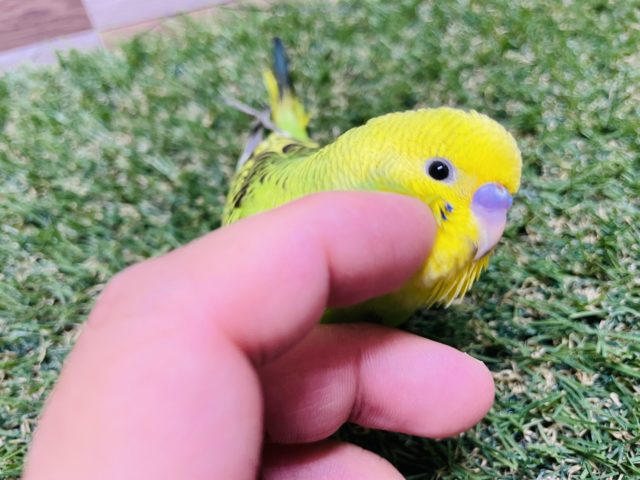 最新画像有り☆定番人気のセキセイインコ！オパーリンやって来ました♪