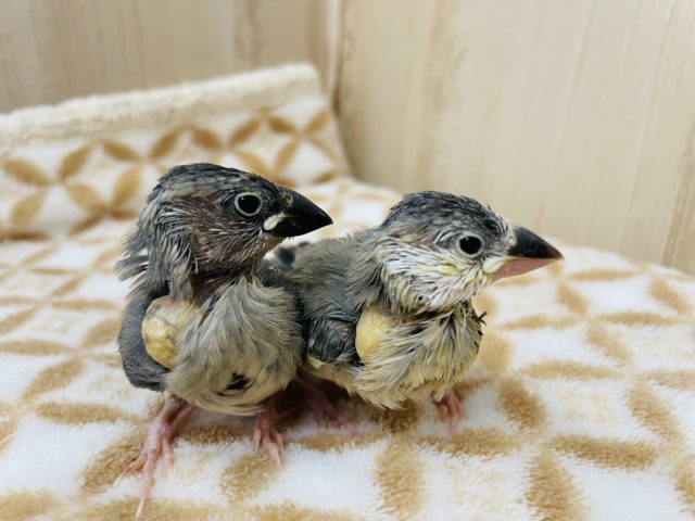 残り1羽です！！かわいいかわいい桜文鳥さんお店に居ます＜＜