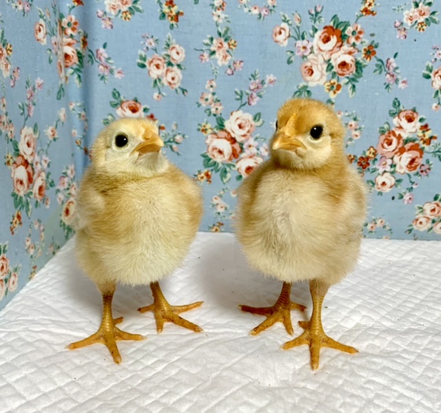 ボリスブラウン ヒヨコちゃん 2羽入舎しました〜✨🐥🐥 5/31