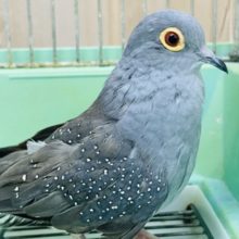 小さなハトポッポさん！　ウスユキバト