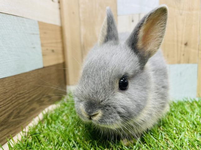 綺麗なお顔のウサギさんです☆ネザーランドドワーフのブルーオターカラー！