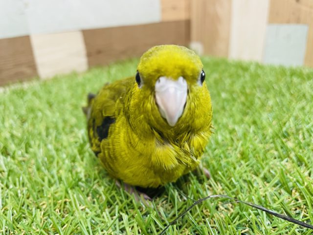最新画像有り☆くりっとおめめのサザナミインコ♪シックなカラーのオリーブです！