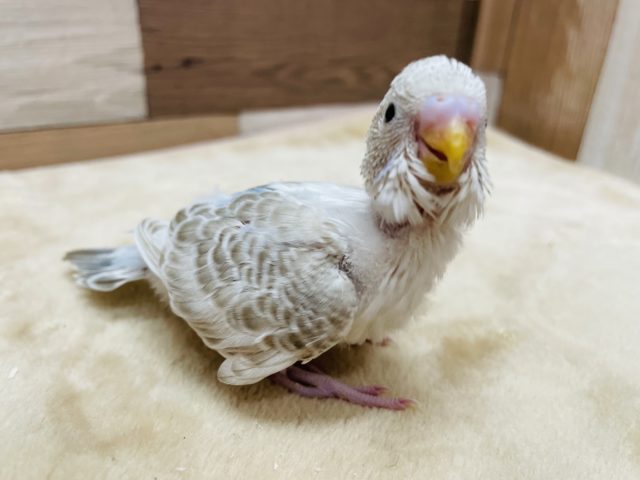 珍しいカラーの仔ですっ☆セキセイインコのシナモンオパーリンカラー！