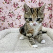 隠れファン多めの三毛風カラーです☆　スコティッシュフォールドの女のコ 2022.5/17撮影