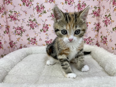 隠れファン多めの三毛風カラーです☆　スコティッシュフォールドの女のコ 2022.5/17撮影