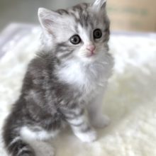 スコティッシュ・フォールド（ブラウンタビー&ホワイト）2022年3月6日生まれ　男の子