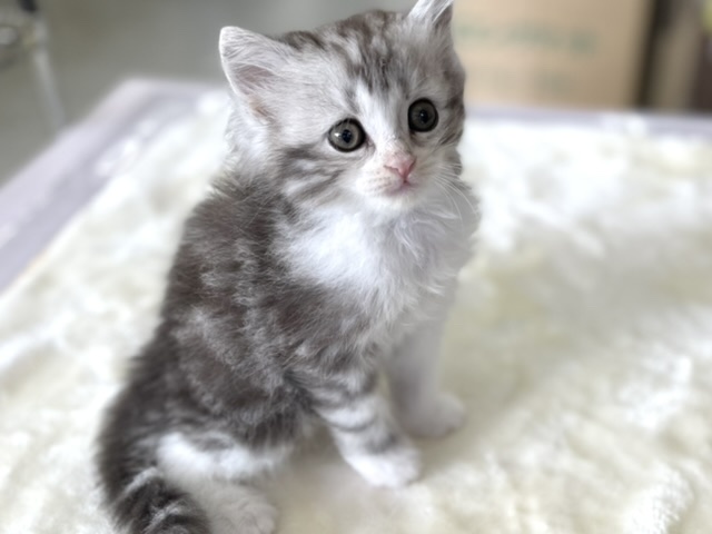 スコティッシュ・フォールド（ブラウンタビー&ホワイト）2022年3月6日生まれ　男の子
