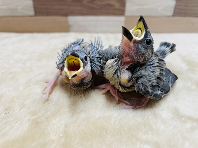 とっても仲良しなヒナさんたち☆桜文鳥！