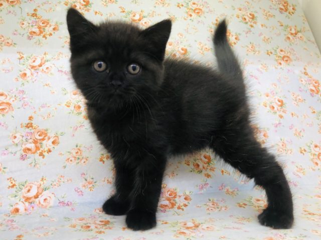 ブラックなカラーが魅力的！ミヌエットいるよ！