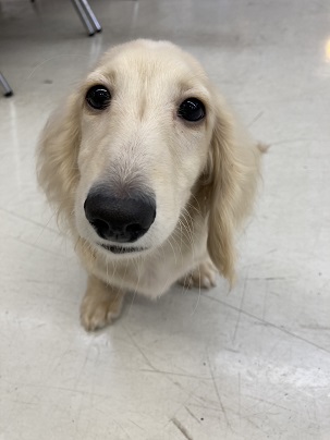 すっかりお店の看板ボーイです☆　ミニチュアダックスフンドの男のコ　2022.5/15撮影