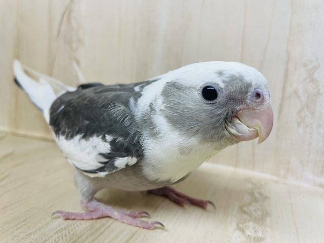 最新画像になります★こんにちは♪ホワイトフェイスのオカメさん！ オカメインコ ホワイトフェイスパイド