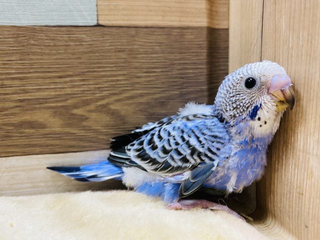 定番人気カラーのセキセイインコオパーリン！！