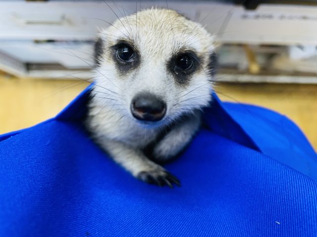 最新画像有り☆ベタ馴れの予感がプンプンします☆ミーアキャット！！