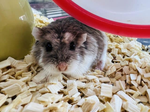 最新画像更新☆もちっとロボロフスキーハムスター☆ブルー☆