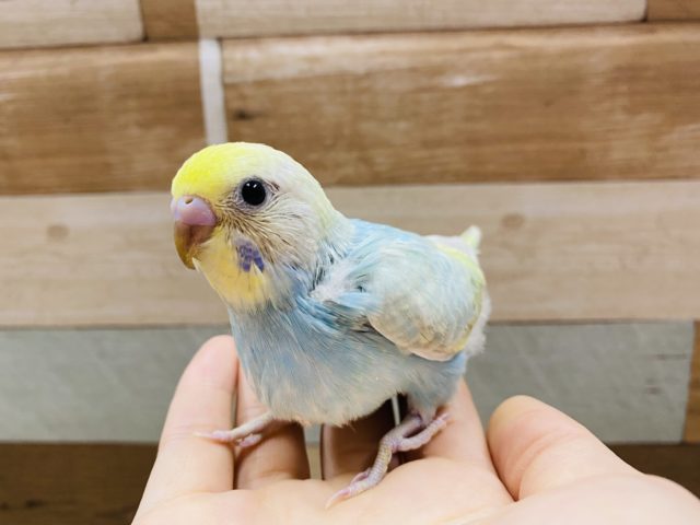 人気の高いカラーです！！セキセイインコパステルレインボー♪