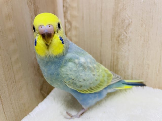 レインボーセキセイさん！　セキセイインコ　レインボー