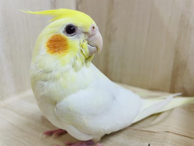 定番人気！　オレンジほっぺのオカメさん！　オカメインコ　ルチノー