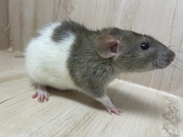 かまってくださいなファンシーラット　レッキス　女の子