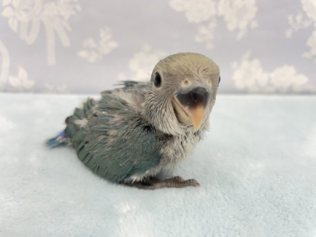 青色❤️コザクラインコ(ブルーチェリー)  2022年4月生まれ