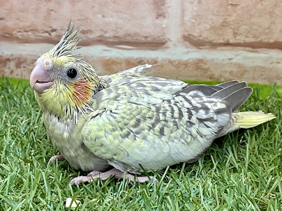 癒し系カラー♪　オカメインコ“シナモンパール” 2022.5/20撮影