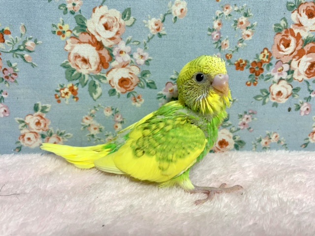 セキセイインコ スパングルパイド 5/22