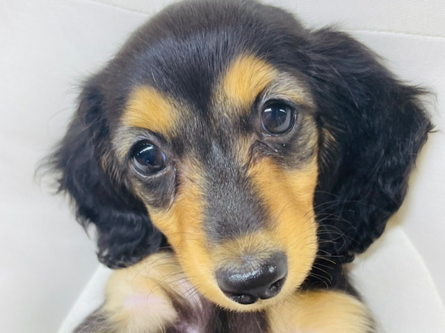 凛々しいイケガール☆ミニチュアダックスちゃん！