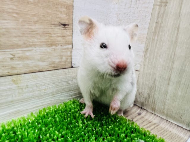 ぶちぶち♪ダルメシアンハムスター☆