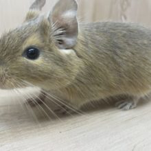 サンドデグーの虜になっちゃう！？　デグー