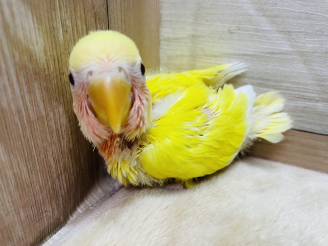 明るいカラーの元気っ仔☆コザクラインコのルチノーカラー！