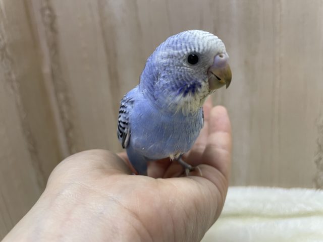 黒の模様に目を惹かれます♡ セキセイインコ　オパーリン