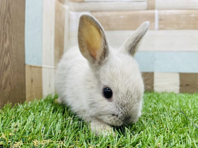 優しい雰囲気の元気っ仔☆ネザーランドドワーフのスクワーレルカラー！