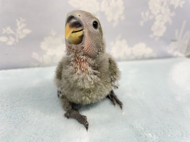 愛情たっぷり❤️コザクラインコ(ノーマル)  2022年4月生まれ