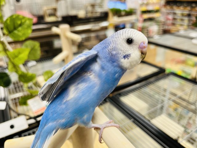 大きな瞳☆　お顔撫でてくださ～～い　セキセイインコ　スパングル♫