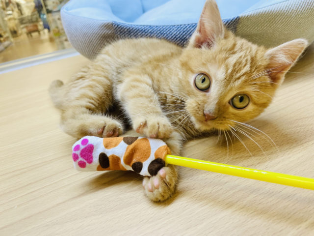ちょんちょんパーンチ♡マンチカンくん！
