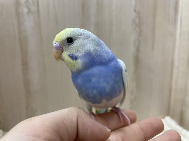 黄色×青の人気者☆セキセイインコ　パステルレインボーパイド☆