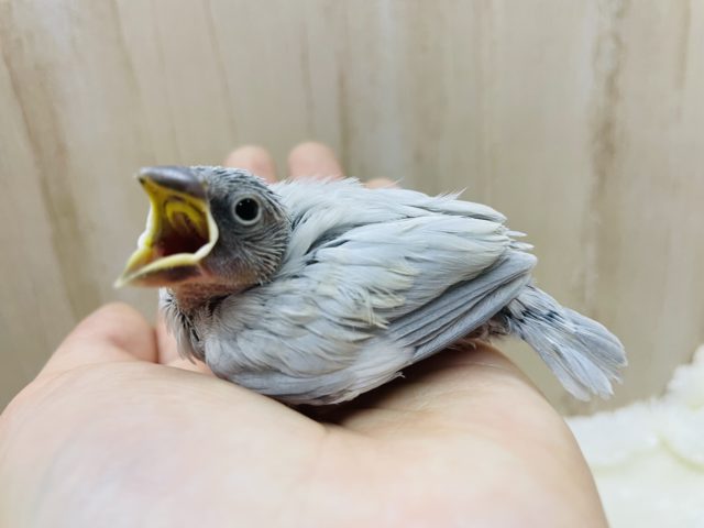 人気者のシルバー文鳥さん登場です★ シルバー文鳥