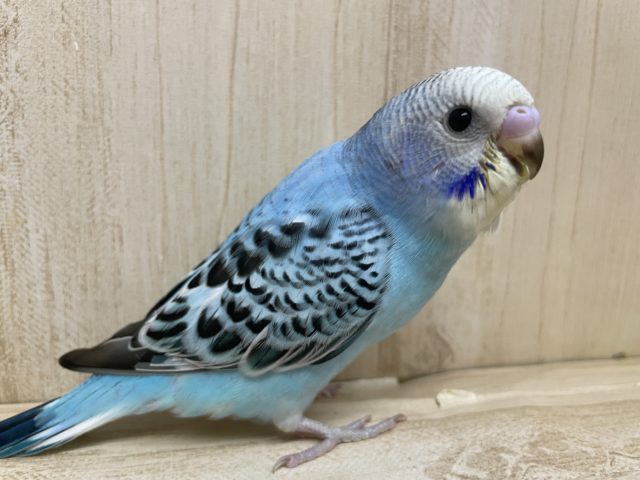 ブルーのオパーリン！！　セキセイインコ　オパーリン
